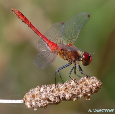 Sympetrum sanguineum